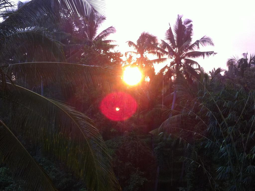 White Lotus Oasis Ubud