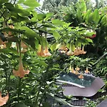 White Lotus Oasis