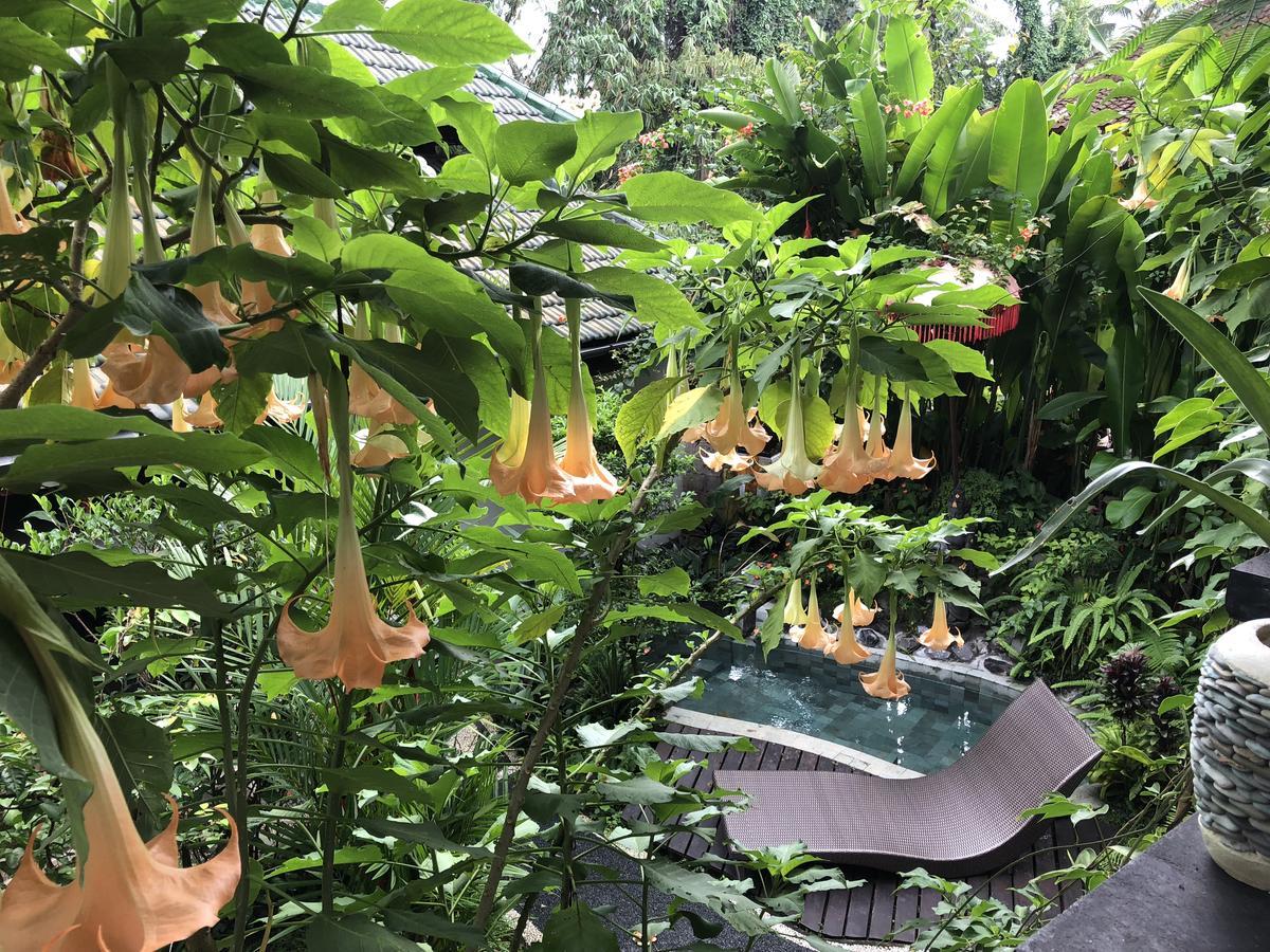 White Lotus Oasis Guest house Ubud (Bali)